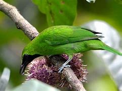 Burungnya Burung